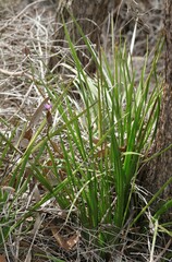 Patersonia occidentalis