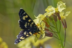 Phalaenoides tristifica