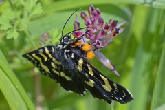 Phalaenoides tristifica