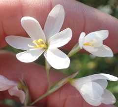 Hesperantha bachmannii