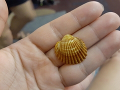 Acanthocardia tuberculata