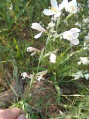 Hesperantha bachmannii