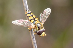 Simosyrphus grandicornis