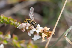 Simosyrphus grandicornis