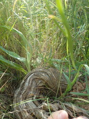 Hesperantha bachmannii