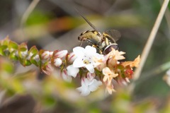 Simosyrphus grandicornis