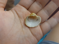 Acanthocardia tuberculata
