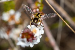 Simosyrphus grandicornis