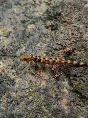 Cnemaspis affinis