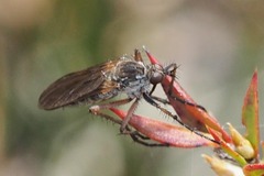 Empididae
