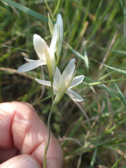 Hesperantha bachmannii