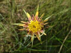 Tragopogon crocifolius
