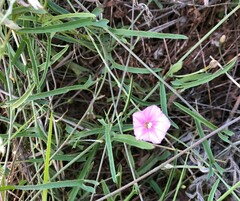 Convolvulus remotus
