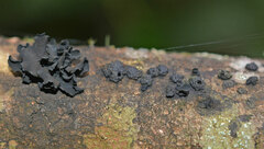 Annulohypoxylon