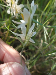 Hesperantha bachmannii