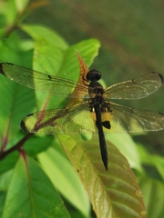 Rhyothemis phyllis