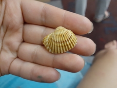 Cardiidae