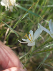 Hesperantha bachmannii