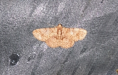 Diplurodes semicircularis