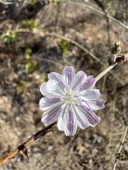 Stephanomeria diegensis