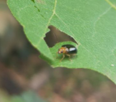 Aulacophora frontalis
