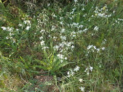 Hesperantha bachmannii