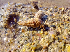 Clibanarius erythropus