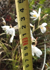 Hesperantha bachmannii