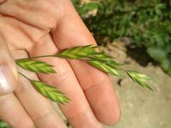 Bromus catharticus