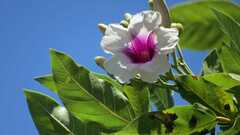 Ipomoea campanulata