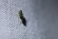 Amblysellus curtisii