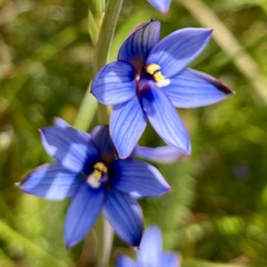 Thelymitra canaliculata