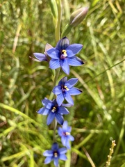 Thelymitra canaliculata
