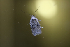 Agonopterix curvilineella