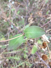 Lonicera periclymenum