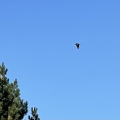 Haliaeetus albicilla