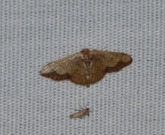 Idaea kendallaria