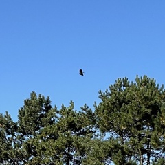 Haliaeetus albicilla