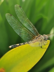 Trithemis pallidinervis