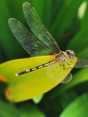 Trithemis pallidinervis