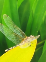 Trithemis pallidinervis