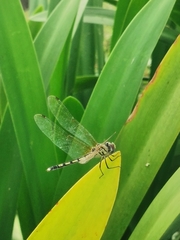 Trithemis pallidinervis