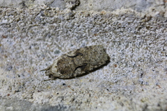 Agonopterix curvilineella