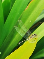 Trithemis pallidinervis