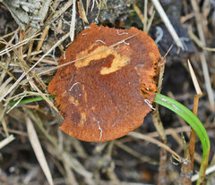Pholiota highlandensis