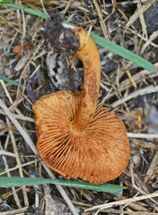 Pholiota highlandensis