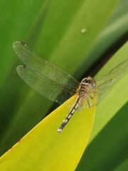 Trithemis pallidinervis
