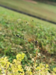 Trithemis pallidinervis