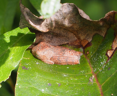 Boophis pyrrhus