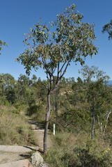 Corymbia erythrophloia